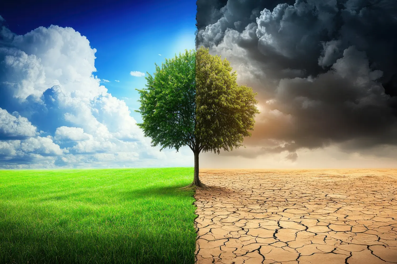 Ein Foto, das Halbwüste und halb grünen Wald zeigt und an das Konzept des Klimawandels erinnert